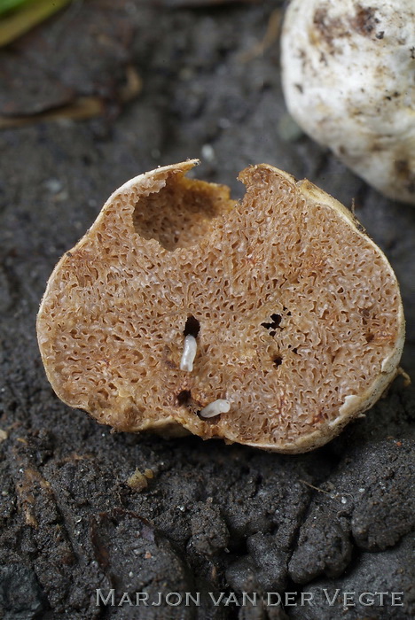 Witte zijdetruffel - Hymenogaster tener